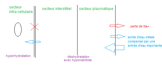 219 DEC + hyperhydratation intra-cellulaire