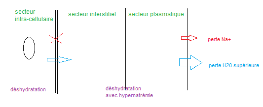 219 déshydratation globale