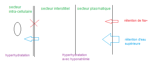 219 hyperhydratation globale