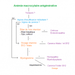 297 Anémie macrocytaire arégénérative