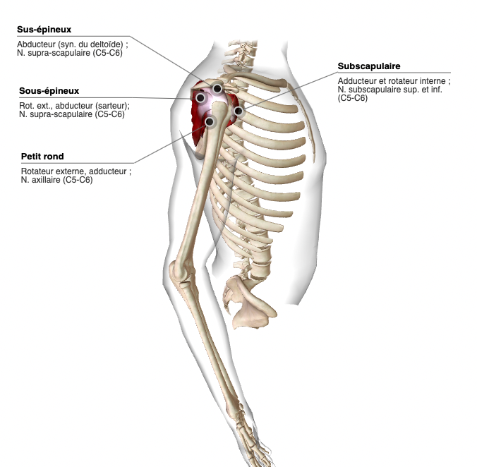Muscle de l’épaule coiffe des rotateurs (vue lat.) MedG Muscle de l’épaule coiffe des rotateurs (vue lat.) MedG