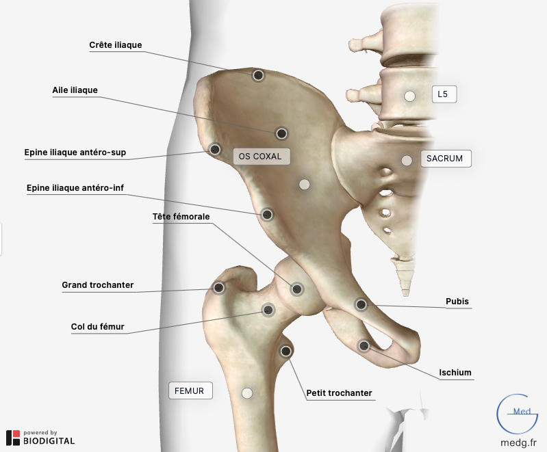 La ceinture 2025 pelvienne anatomie