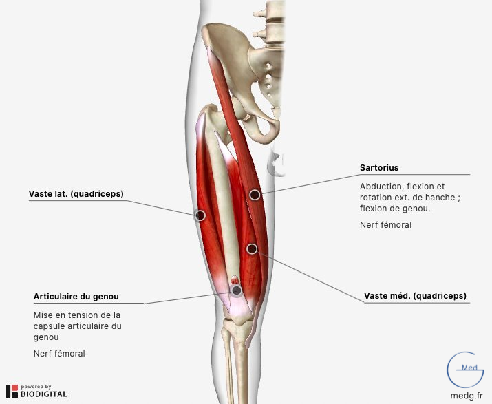 Anatomie Des Muscles Ant rieurs De La Cuisse