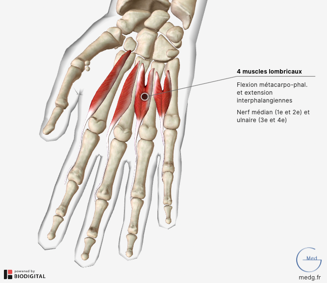 Anatomie de la main - MedG