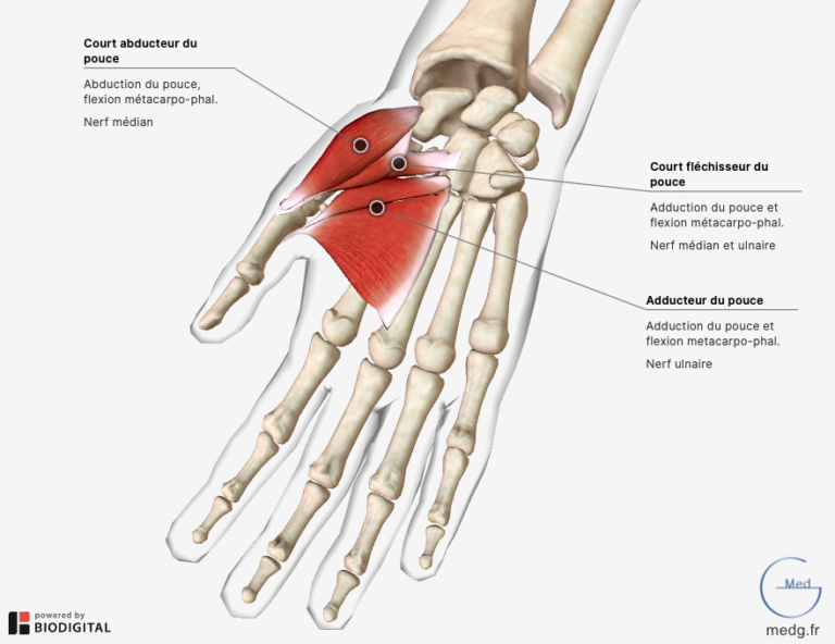 Anatomie de la main MedG