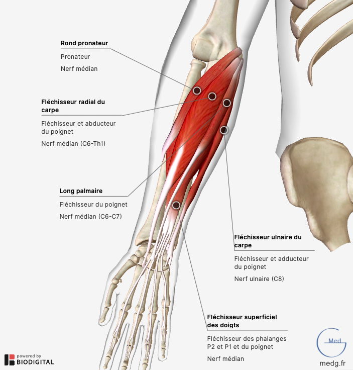 Les muscles de l'avant bras - Cours de biologie, sur