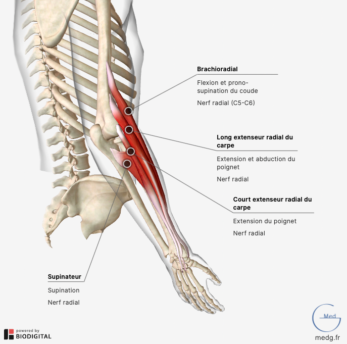 Anatomie du membre supérieur - MedG