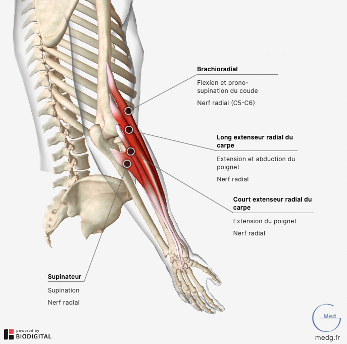 Les muscles de l'avant bras - Cours de biologie, sur