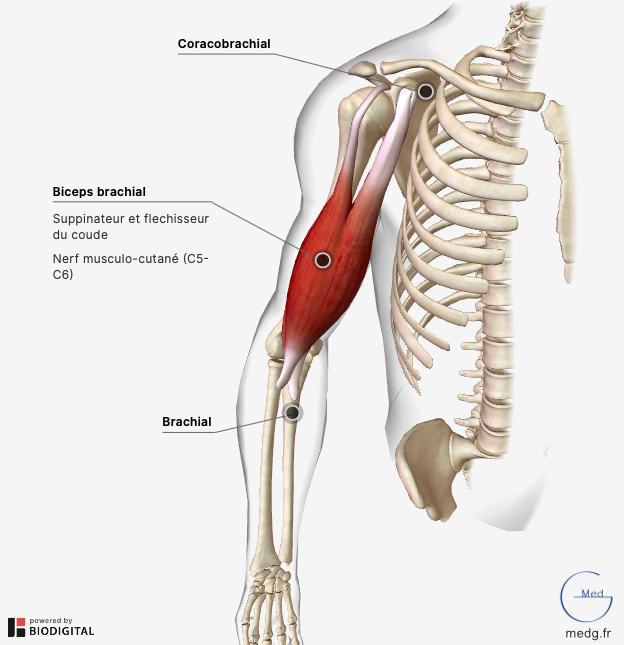 Les muscles de l'avant bras - Cours de biologie, sur