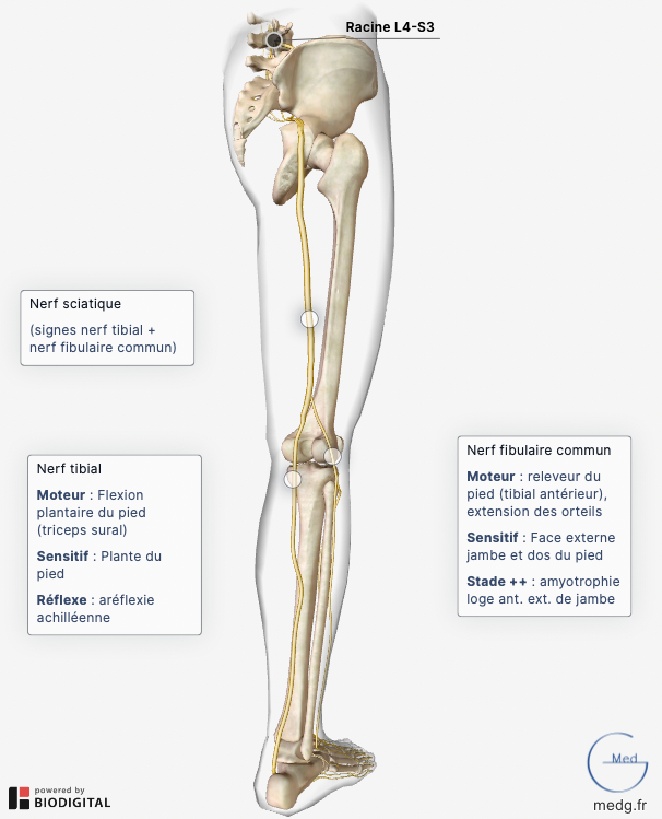 Anatomie du système nerveux - MedG