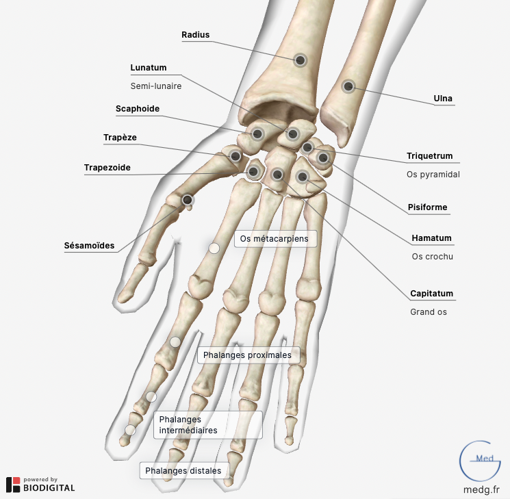 Anatomie de la main - MedG