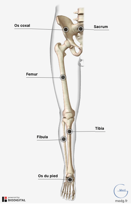 Anatomie du membre inférieur - MedG