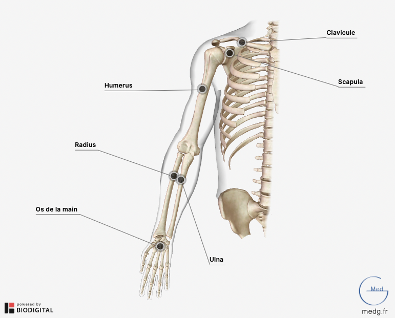 Anatomie du membre supérieur - MedG